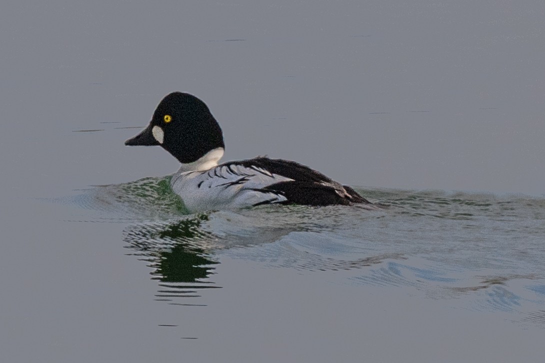 Common Goldeneye - William Kelley