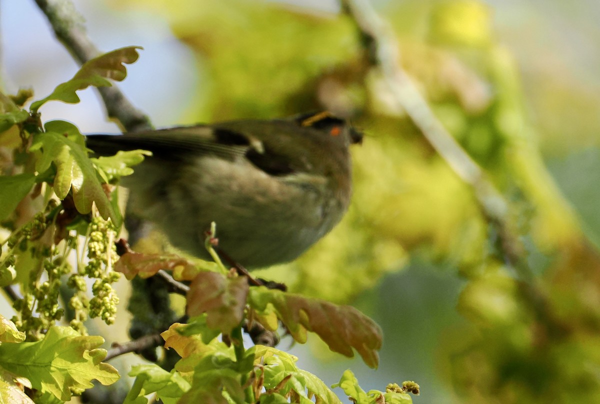 Goldcrest - Cheryl Cooper