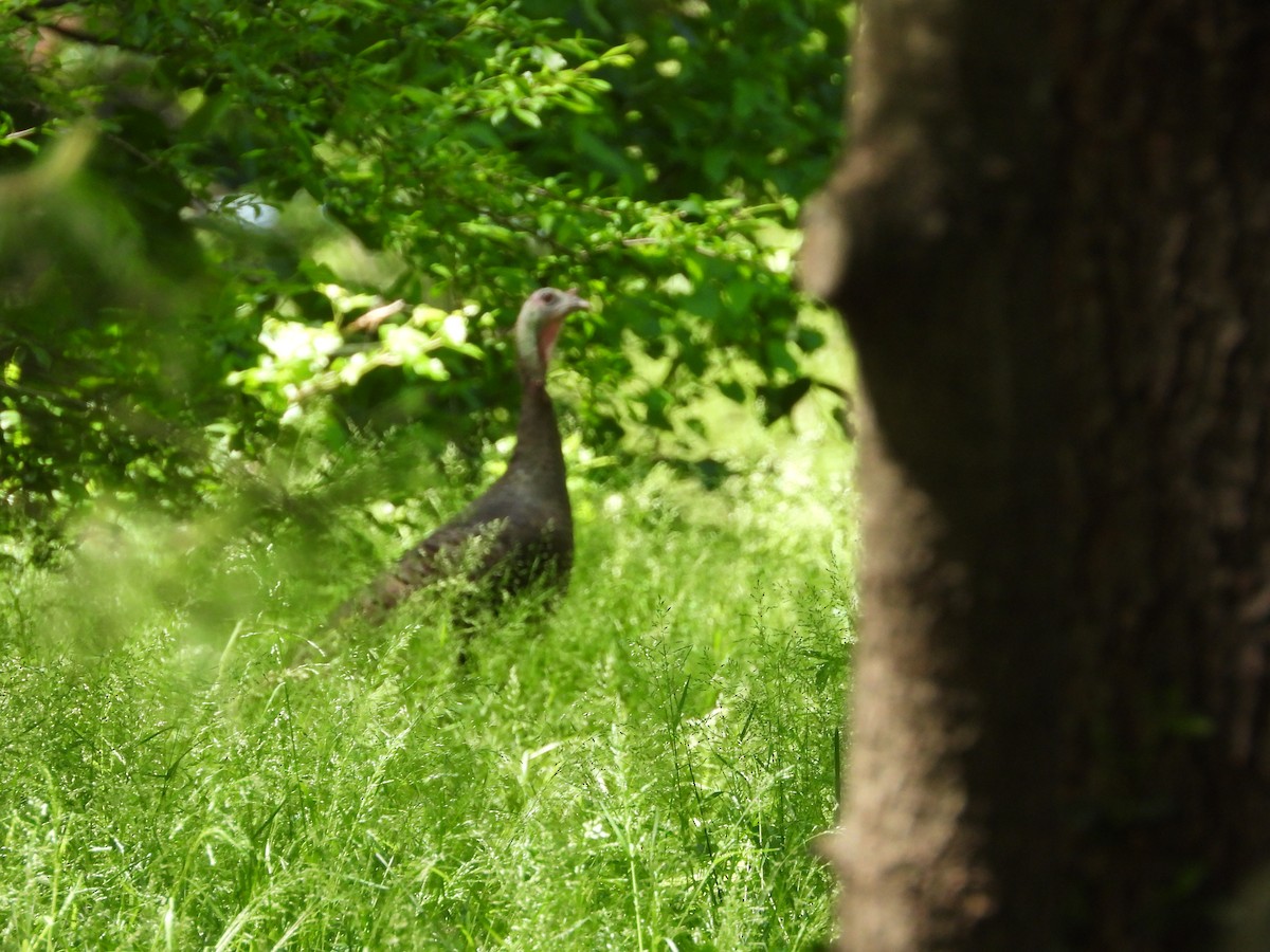 Wild Turkey - Mike Thelen