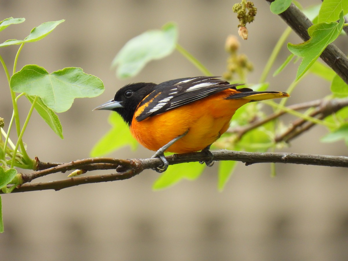 Baltimore Oriole - Julius Marinov