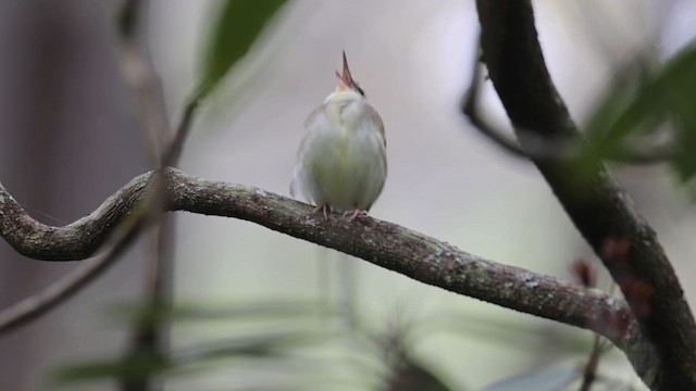 Swainson's Warbler - ML618219886