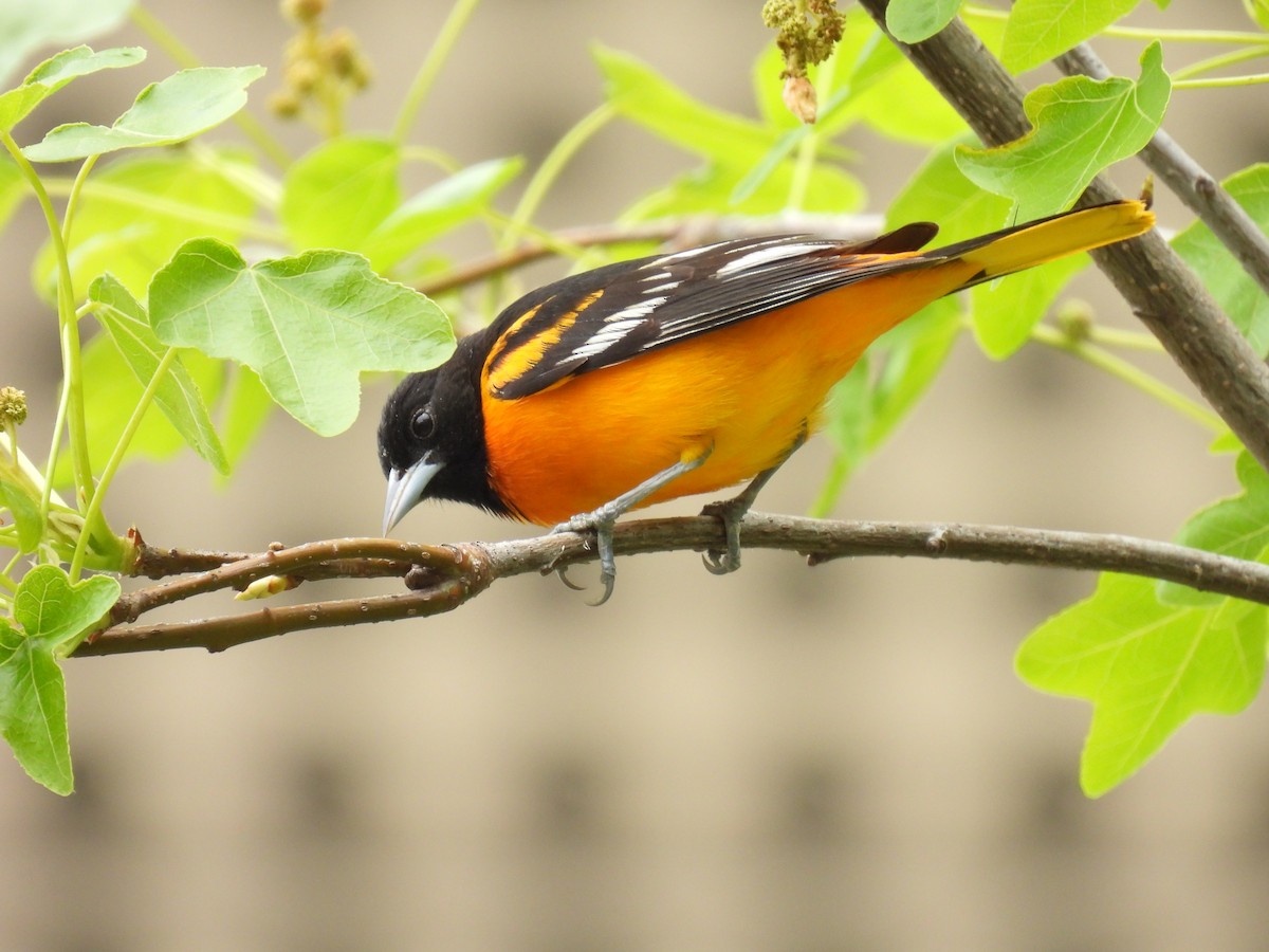 Baltimore Oriole - Julius Marinov