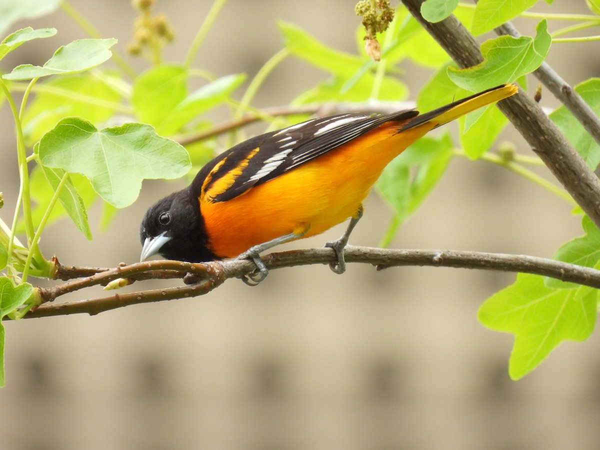 Baltimore Oriole - Julius Marinov