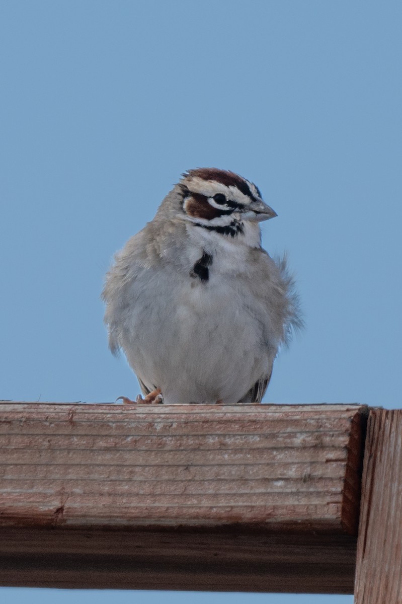 Lark Sparrow - ML618219900