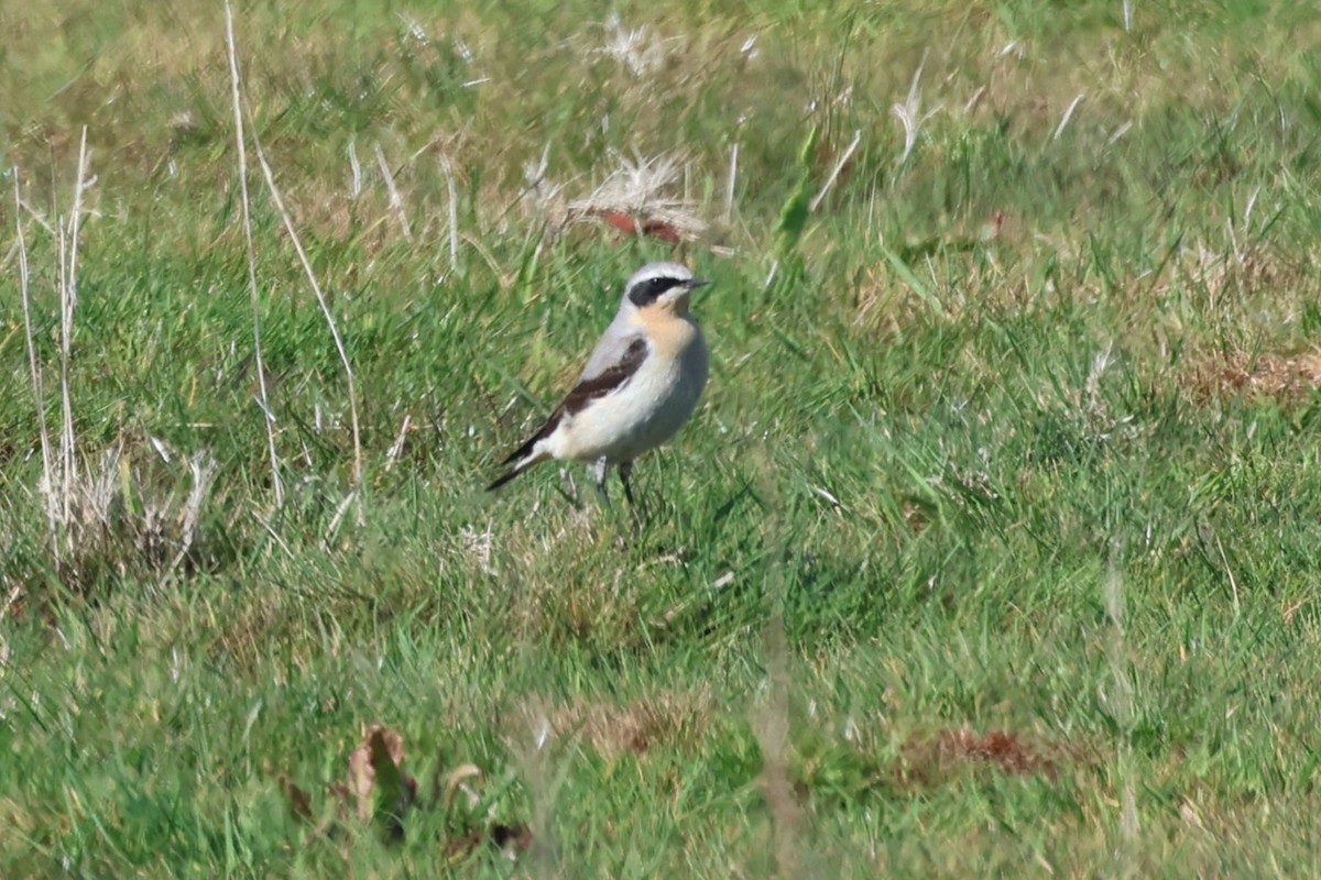 Northern Wheatear - Alan Bird