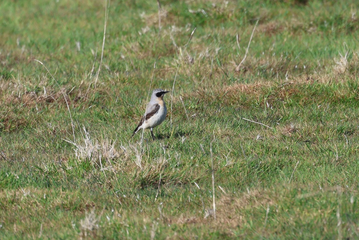 Northern Wheatear - Alan Bird