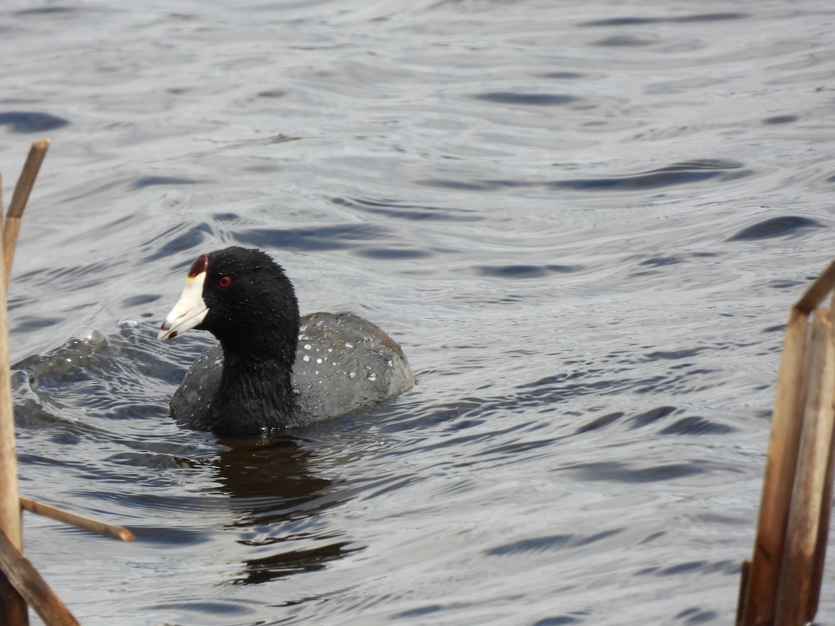 American Coot - Rhonda Langelaan