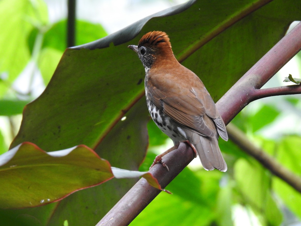 Wood Thrush - Erick Barbato