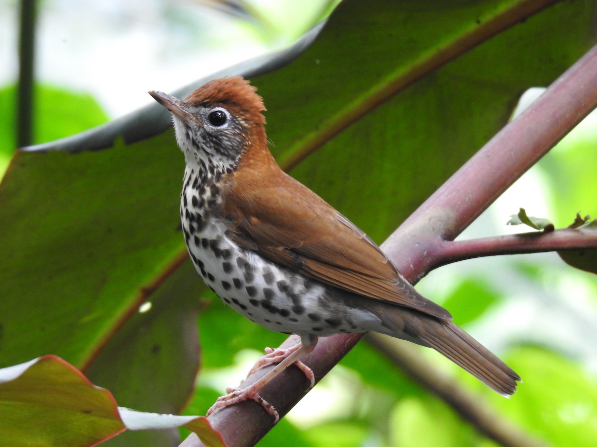 Wood Thrush - Erick Barbato