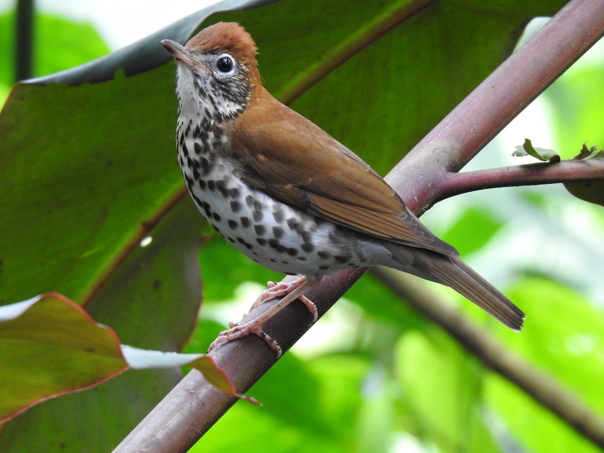 Wood Thrush - Erick Barbato