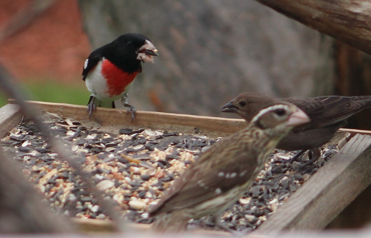 Rose-breasted Grosbeak - Susan Boyce