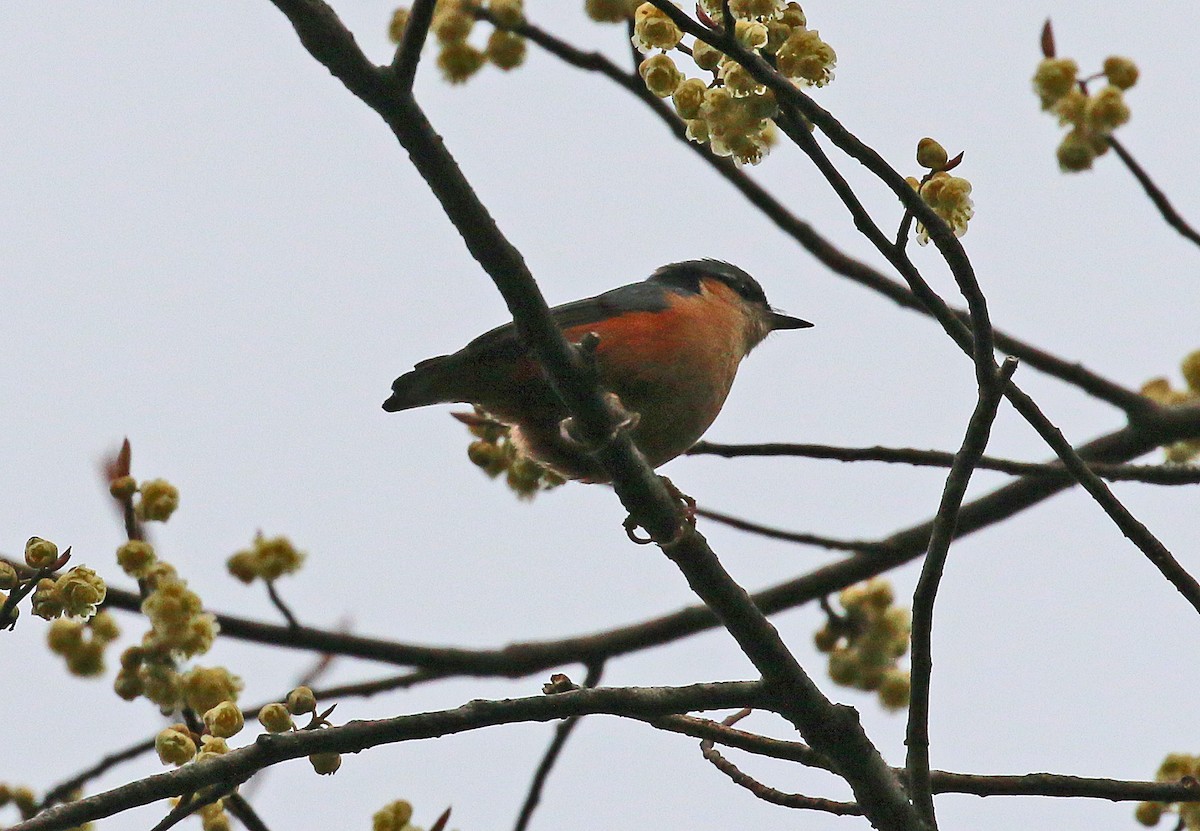 White-tailed Nuthatch - Michael Bird