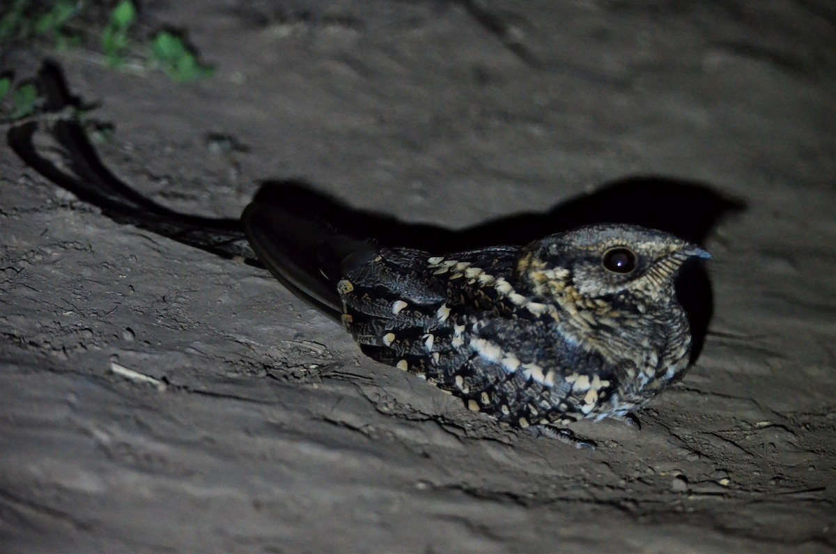 Scissor-tailed Nightjar - Oliver Kohler