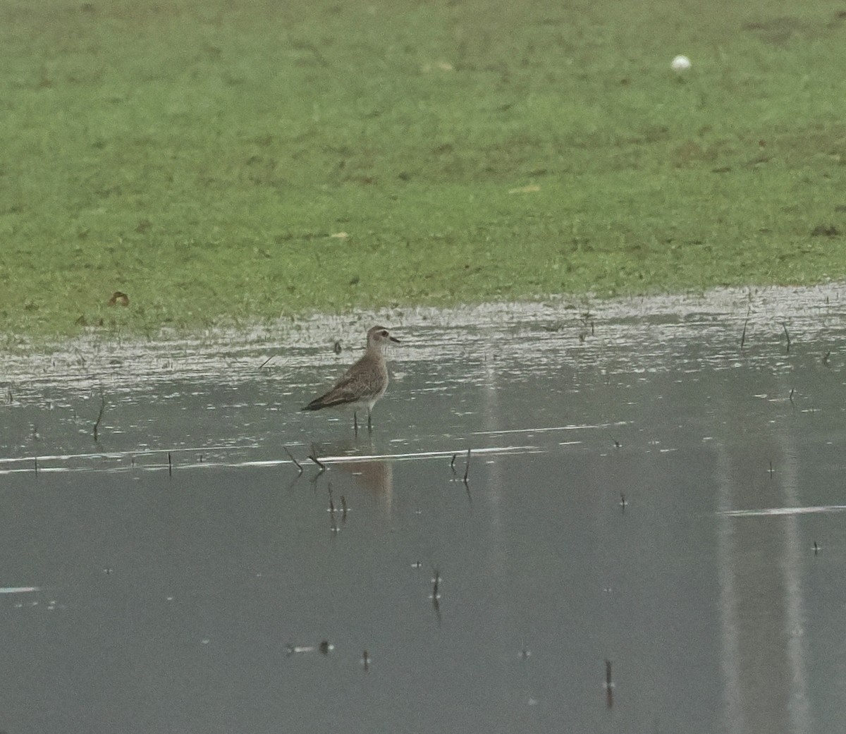 American Golden-Plover - ML618219974