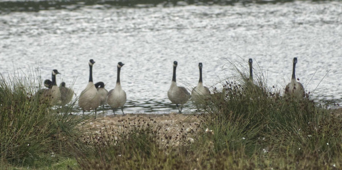 Canada Goose - Robin Rowland