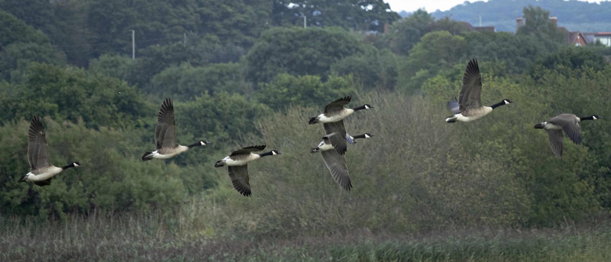 Canada Goose - Robin Rowland