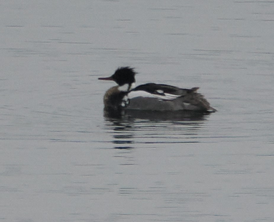 Red-breasted Merganser - Jan Faerk