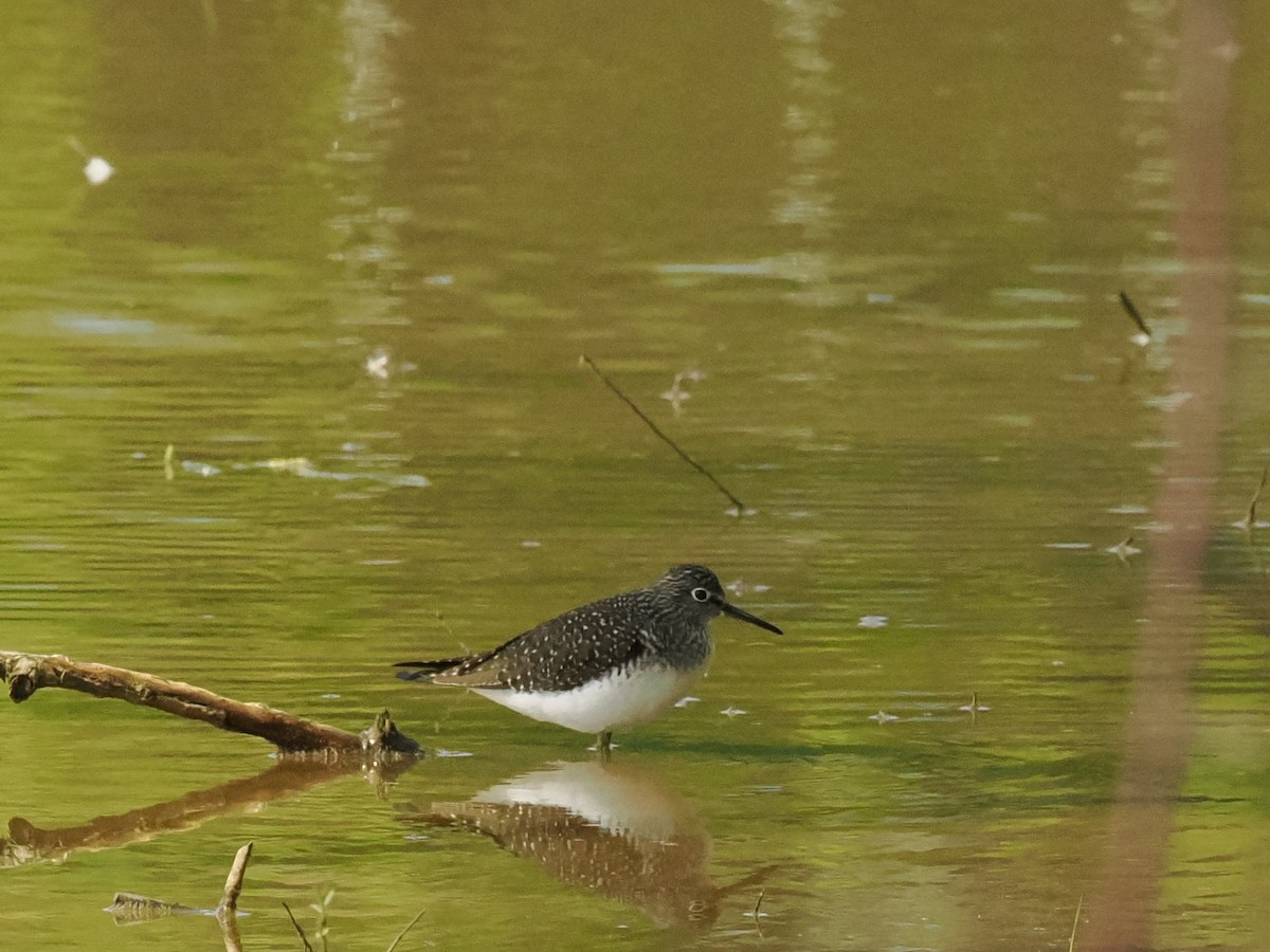 Solitary Sandpiper - Terry Master