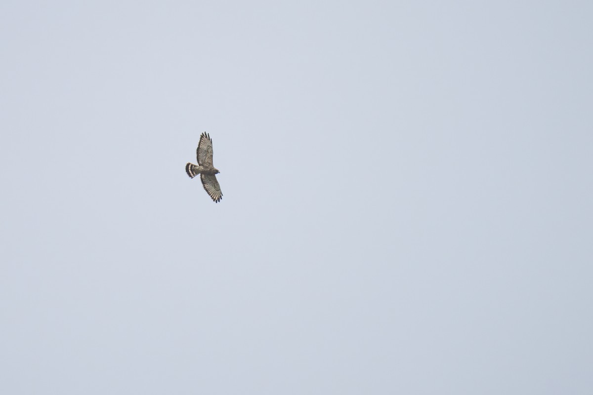 Broad-winged Hawk - Matt Saunders