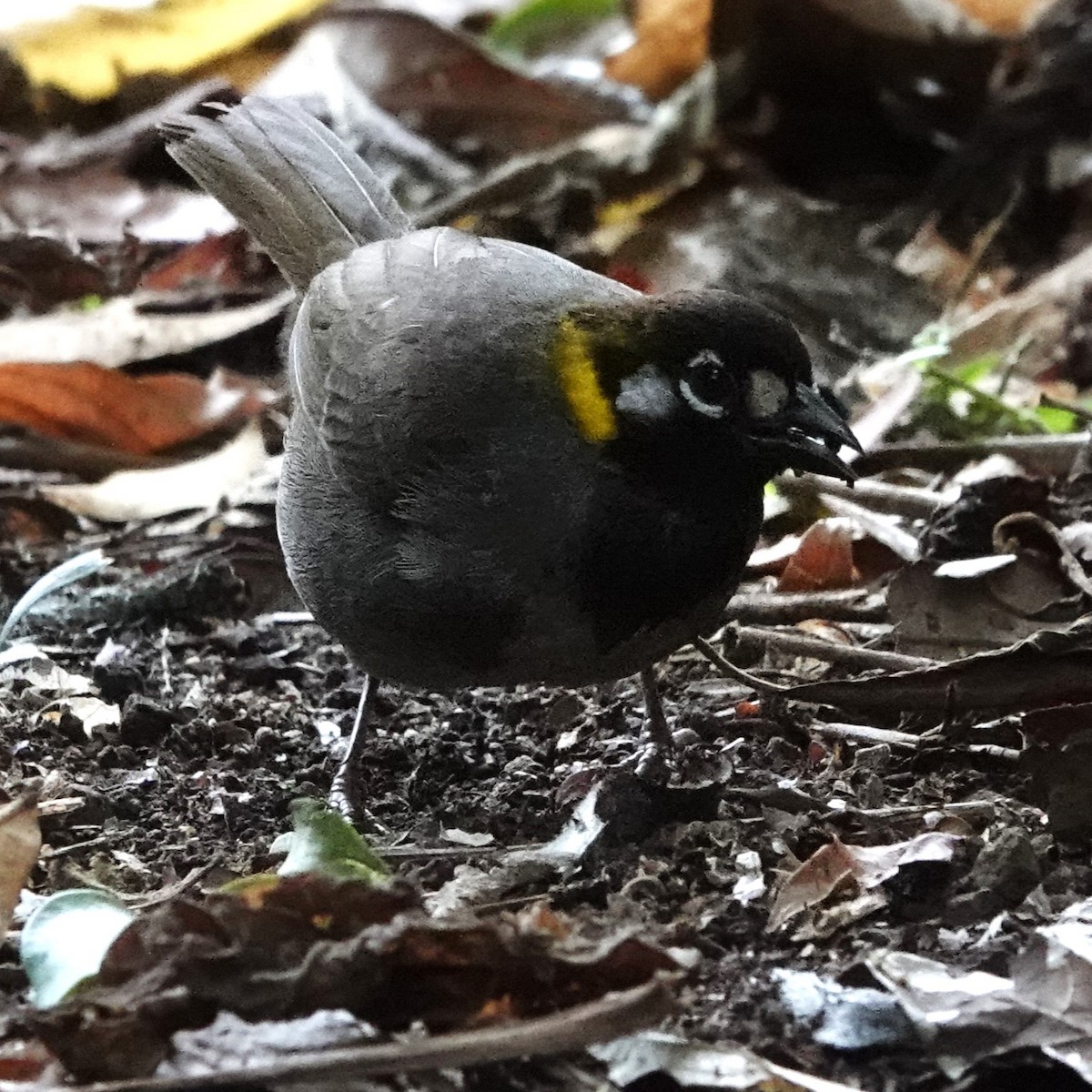 White-eared Ground-Sparrow - Jana Lagan