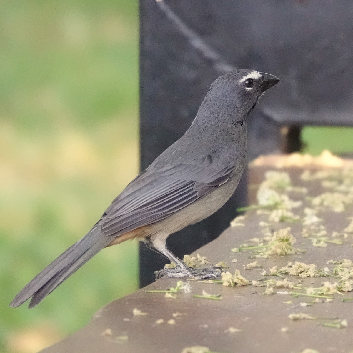 Cinnamon-bellied Saltator - Jana Lagan