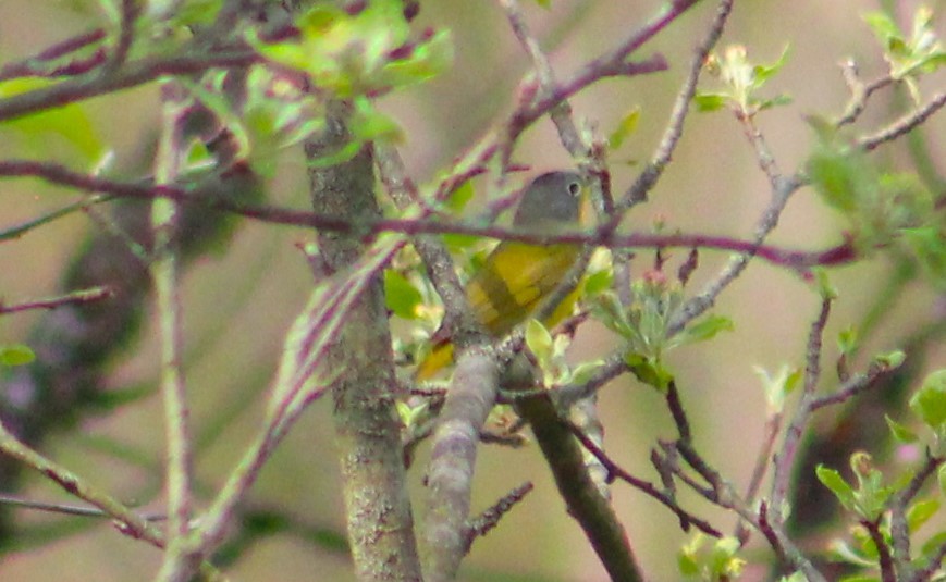 Nashville Warbler - Susan Boyce