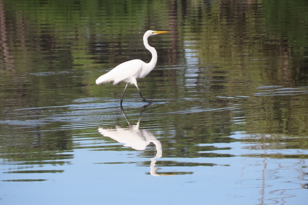 Great Egret - SusanaM Lorenzo