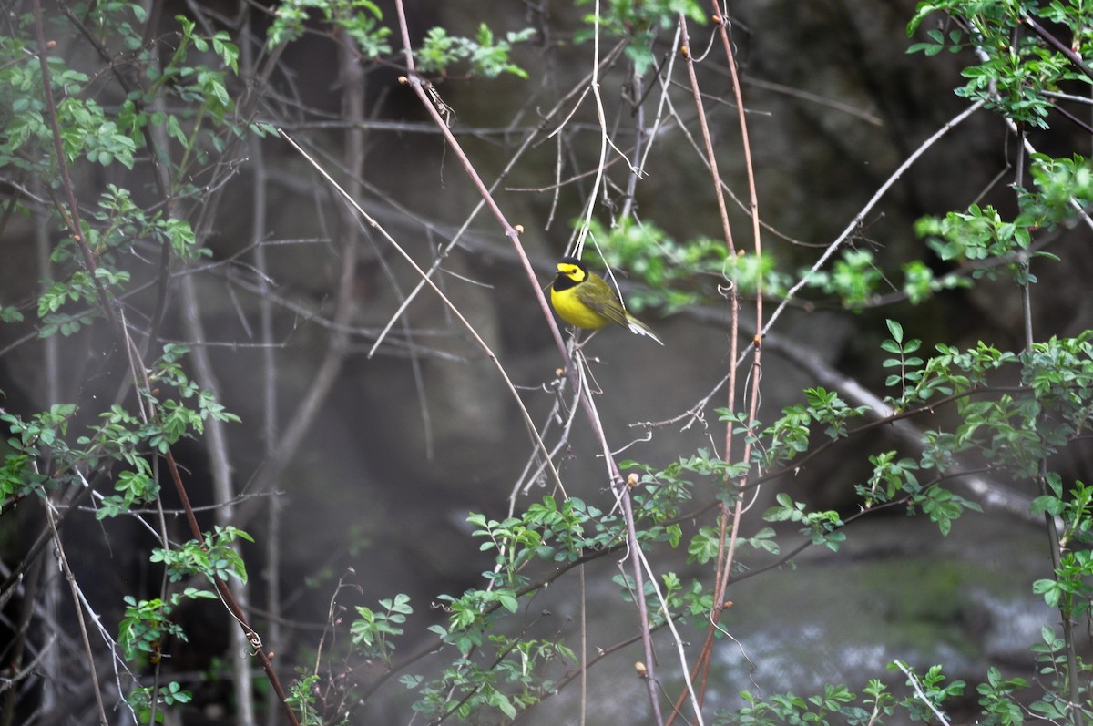 Hooded Warbler - Greg Watkevich