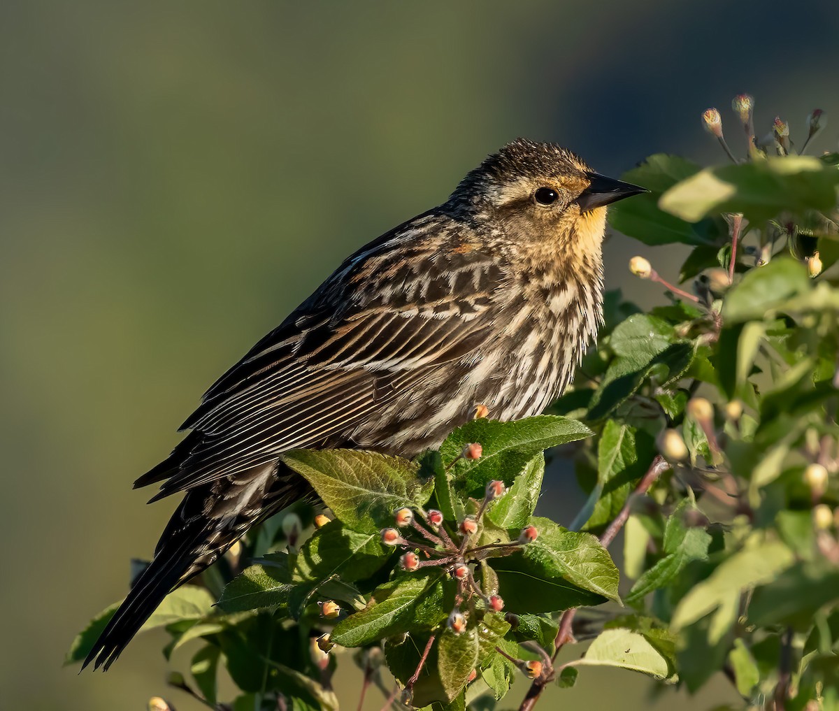 Red-winged Blackbird - Charles Dodd