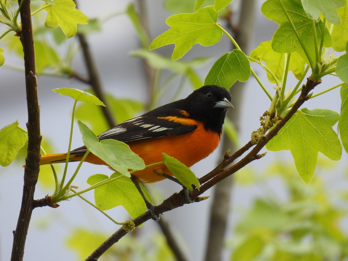 Oriole de Baltimore - ML618220101