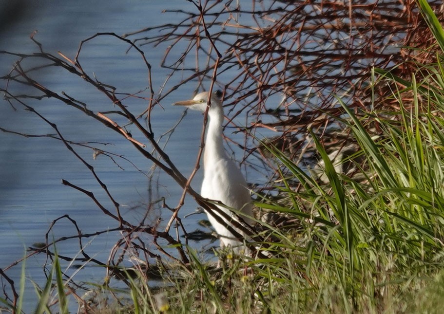 Western Cattle Egret - Cathy Beck