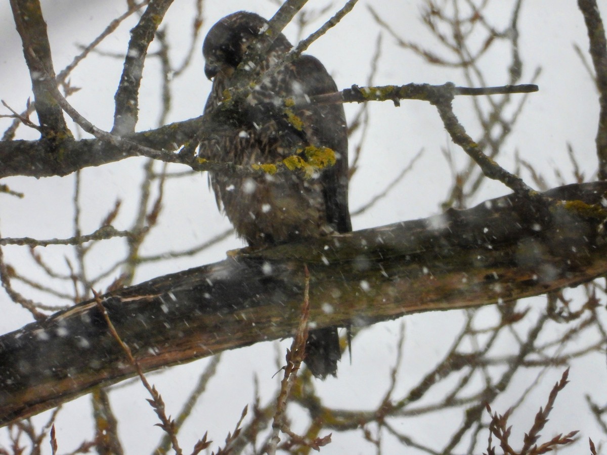 Peregrine Falcon - ML618220112