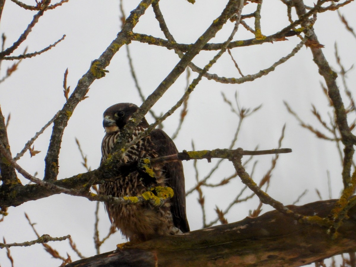 Peregrine Falcon - ML618220113