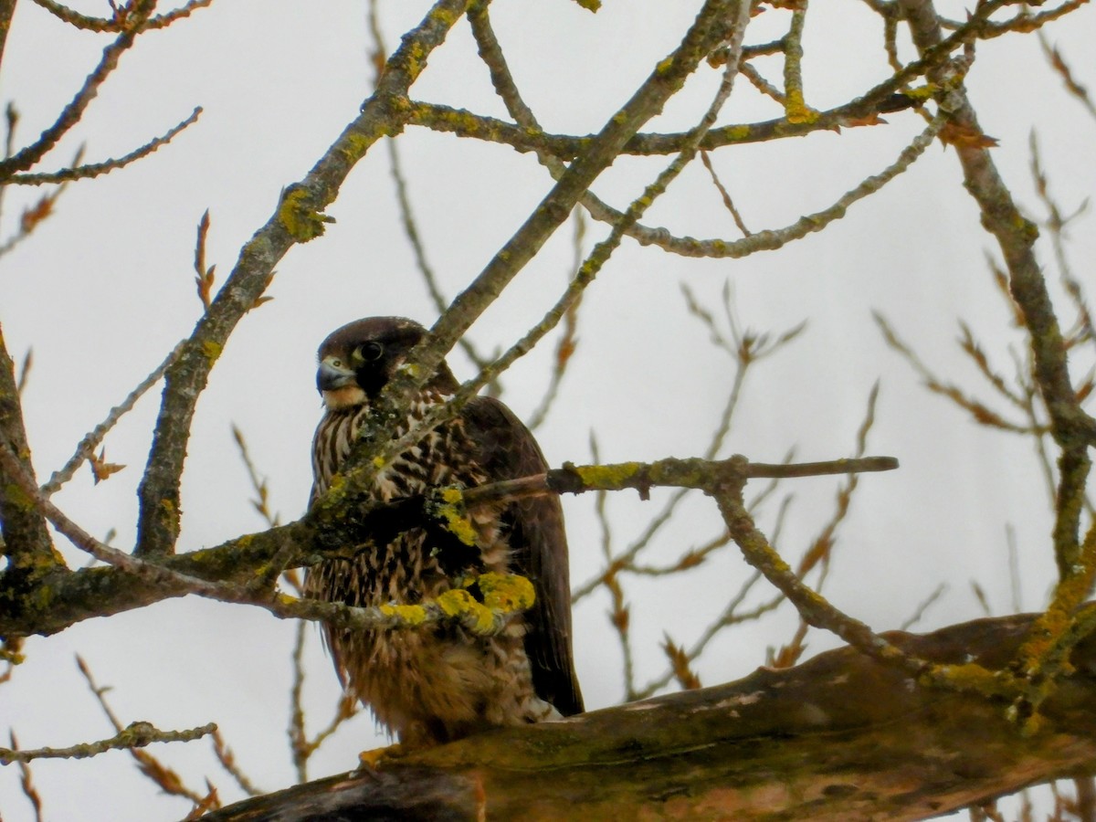 Peregrine Falcon - ML618220114