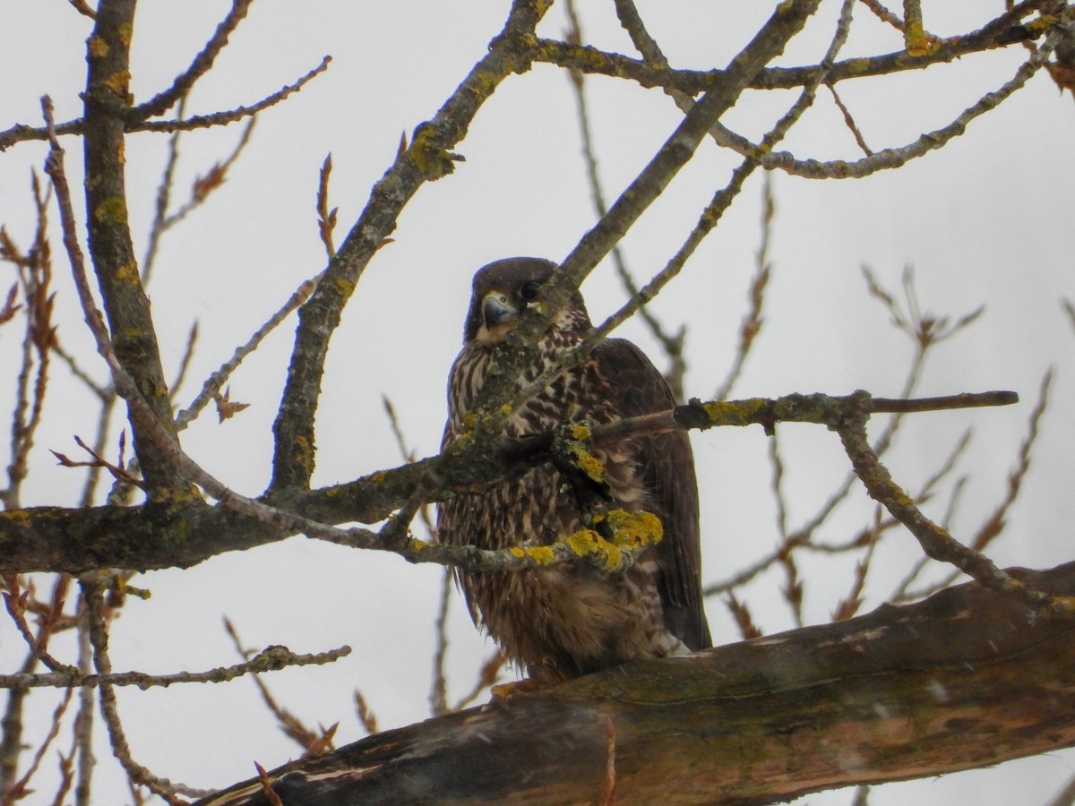 Peregrine Falcon - ML618220115