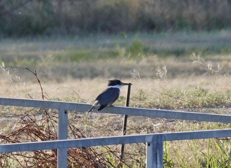 Belted Kingfisher - Cathy Beck