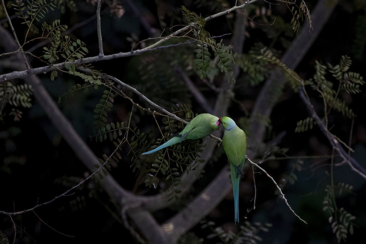 Rose-ringed Parakeet - Davey Walters