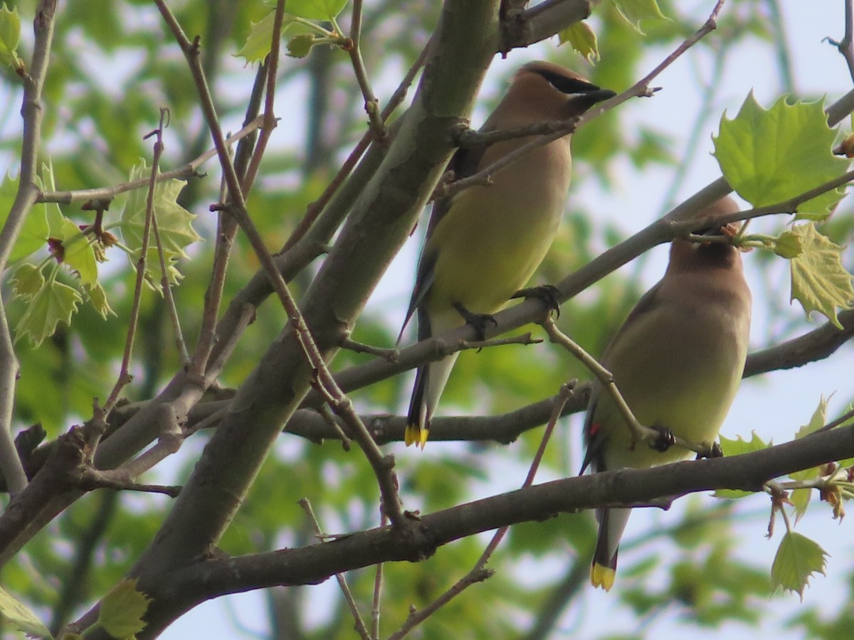 Cedar Waxwing - Ken Clark