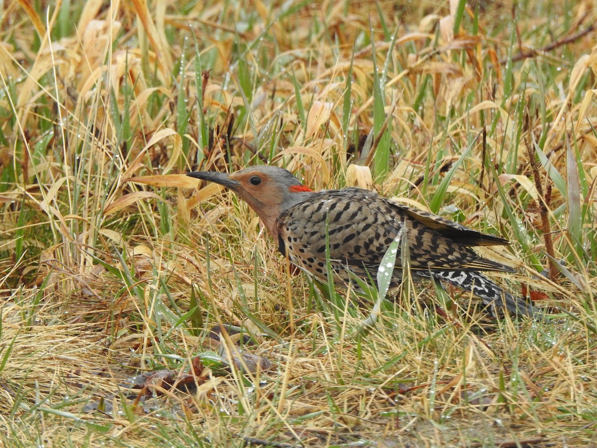 Northern Flicker - Dan Stoker