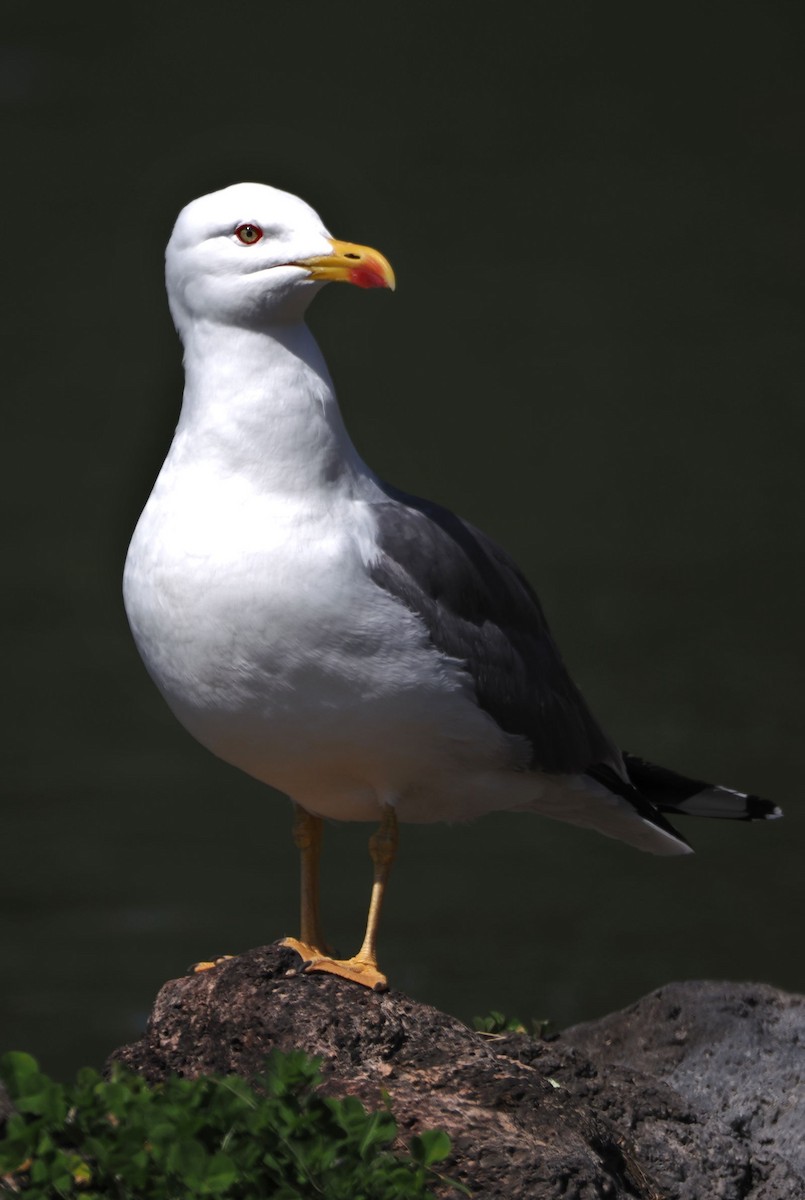 Yellow-legged Gull - steve b