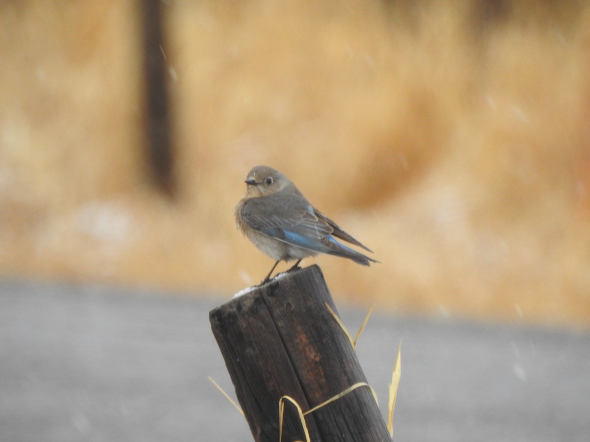 Mountain Bluebird - Dan Stoker