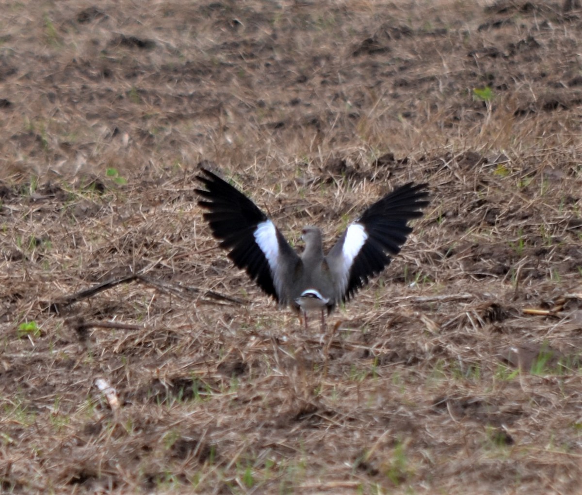 Southern Lapwing (lampronotus) - ML618220193