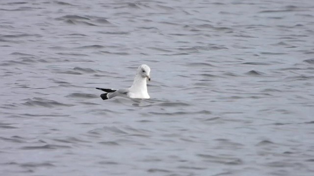 Ring-billed Gull - ML618220223