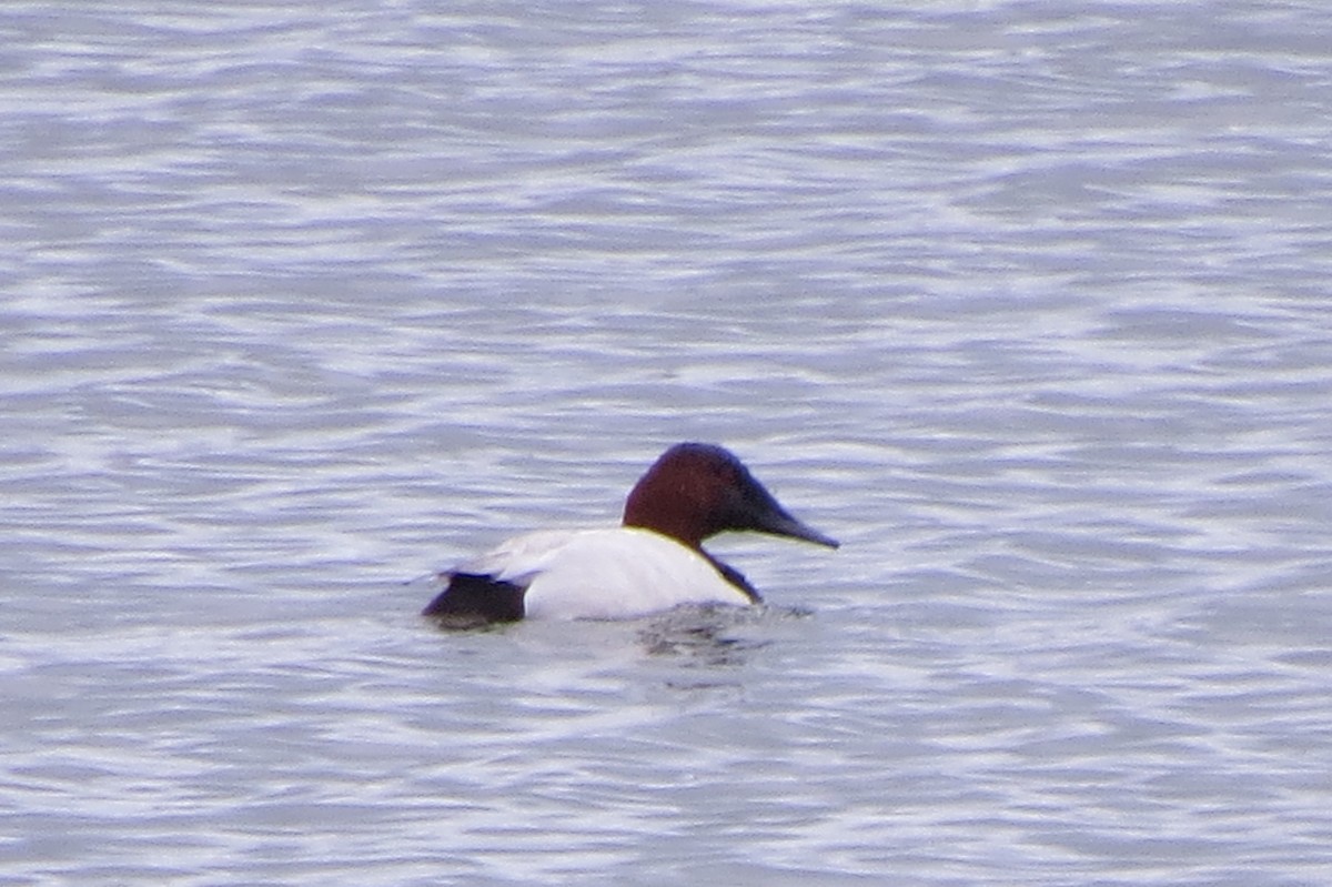 Canvasback - ML618220235