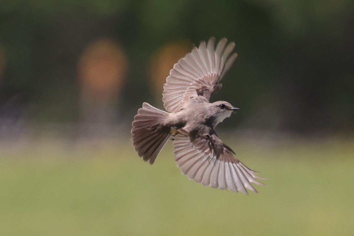 Vermilion Flycatcher - Tim Lenz