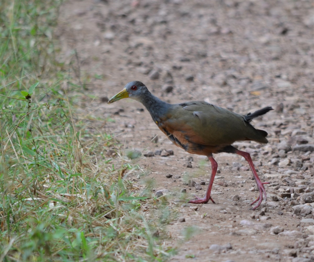 Gray-cowled Wood-Rail - Oliver Kohler