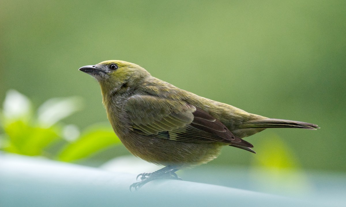 Palm Tanager - Travis Vance