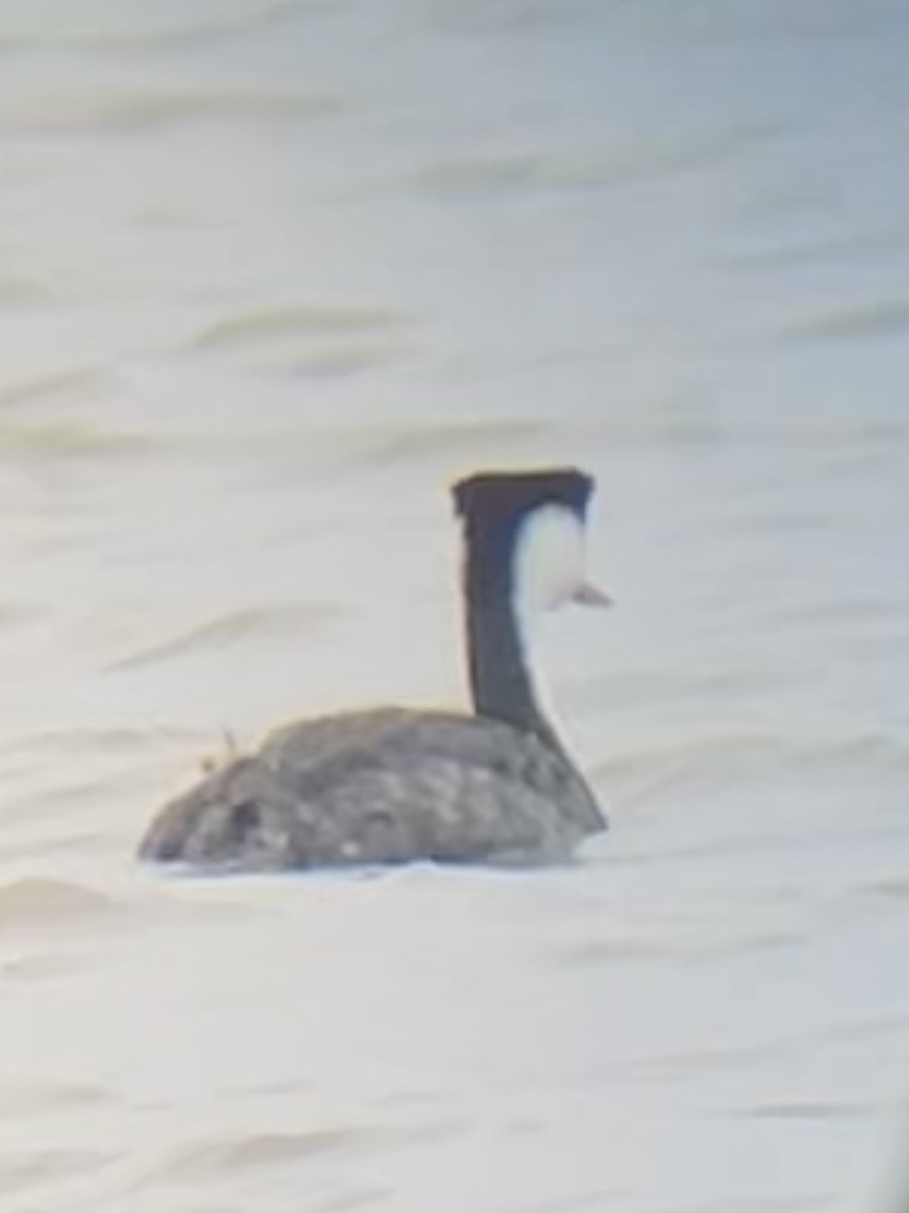 Western/Clark's Grebe - ML618220284