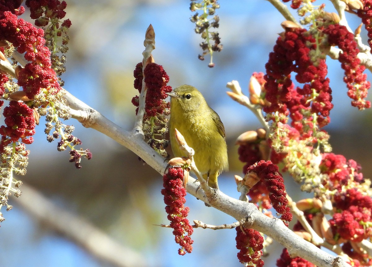 Orange-crowned Warbler - Lori Shuler