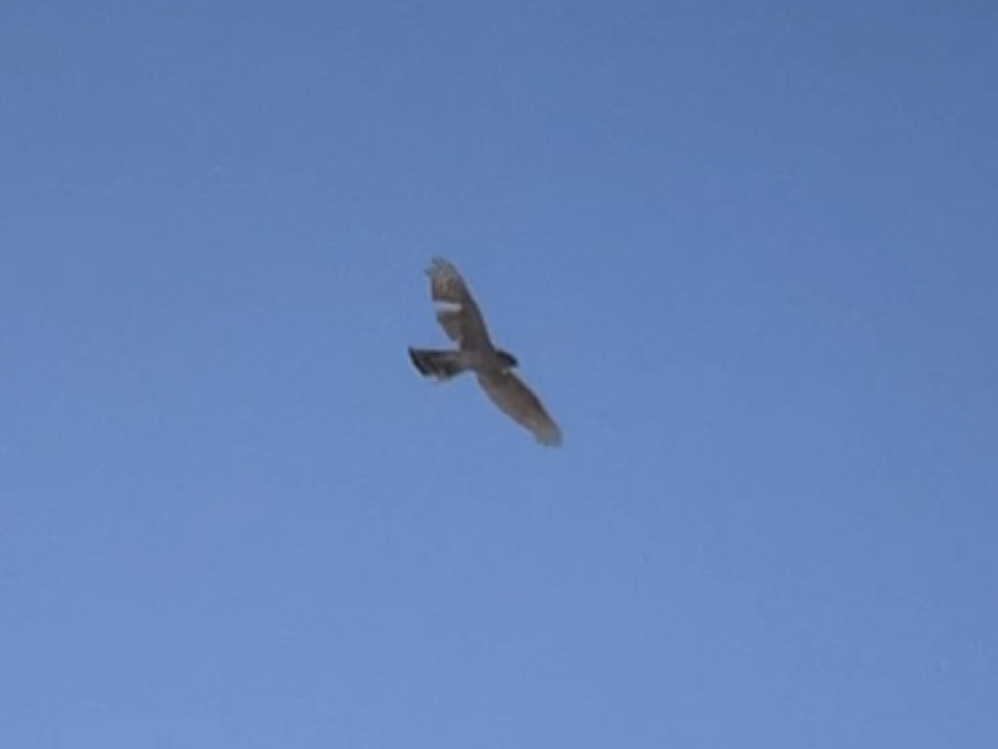 Sharp-shinned Hawk - Sarah Spotten